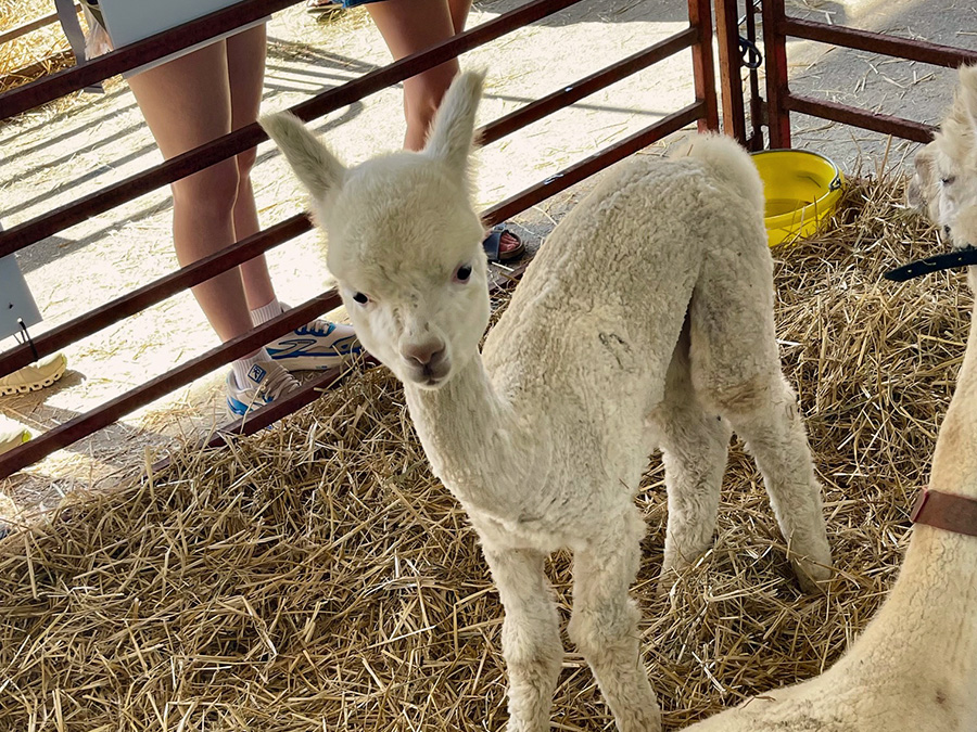 Sweet baby Llamas